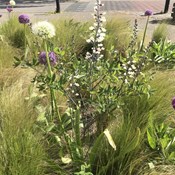 Showtuin Aartselaar Allium Stipa Baptisia Showtuin rreac04 Publiek Aartselaar Allium Stipa Baptisia